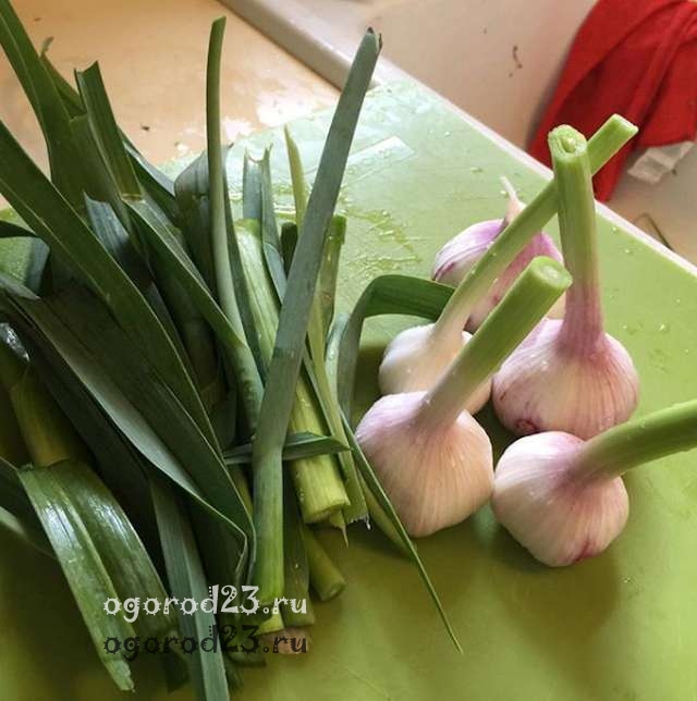 Молодий часник, фото: