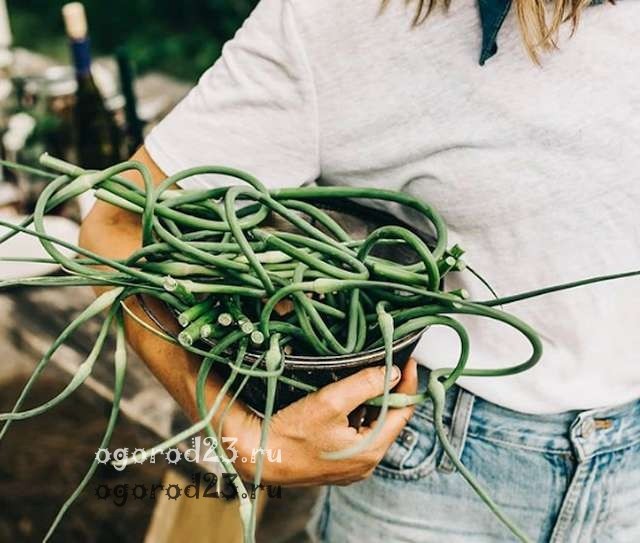 Часникові стрілки, фото: