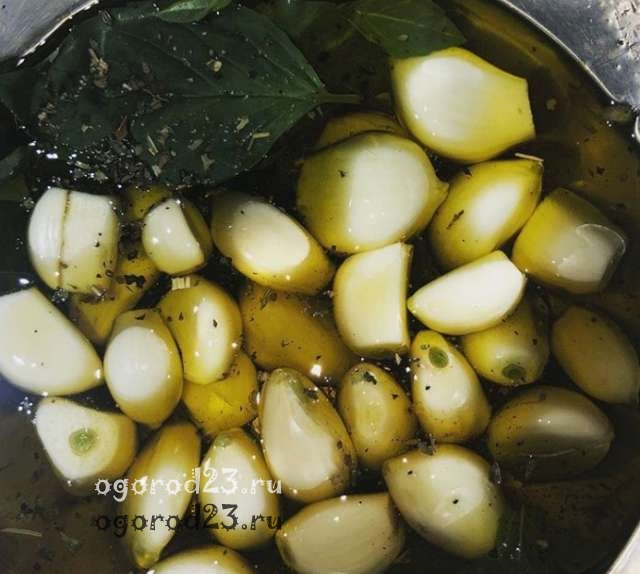 часник -   користь і шкода   даного овоча поширюються і на лікарські препарати, виготовлені на його основі, про це не варто забувати