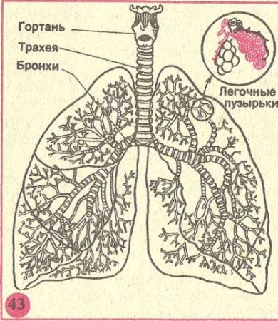 За ним повітря, що надходить через ніздрі, проходить в носоглотку