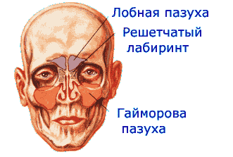 Основною причиною виникнення гаймориту є інфекція - бактерії або віруси проникають в гайморову пазуху через порожнину носа або через кров і викликають запальний процес