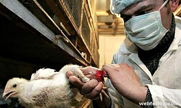 За останні п'ять років хвороба реєстрували в Тверській, Івановській, Володимирській, Калузької і Кемеровської області, Північнокавказькому ФО, республіці Дагестан і Алтайському краї