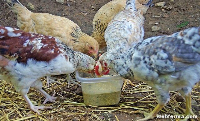 Є штами, які будуть проявлятися легким ступенем хвороби або взагалі нешкідливі, а інші різновиди викликають високу смертність птиці