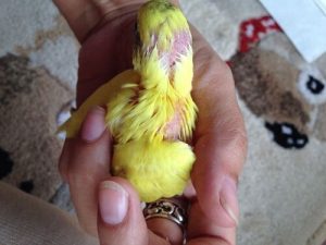 Кліщі у птахів