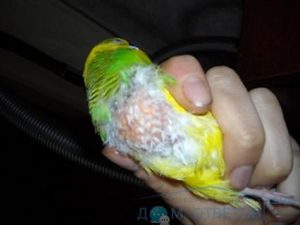 Популярна хвороба у папуг: вищипування і поїдання пера