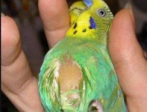 запалений зоб