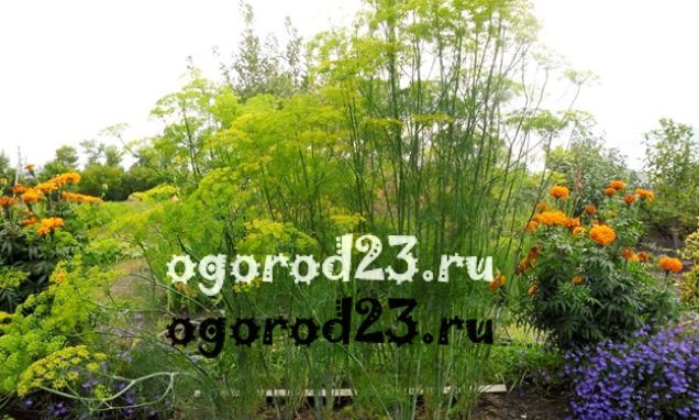 Фото кропу: