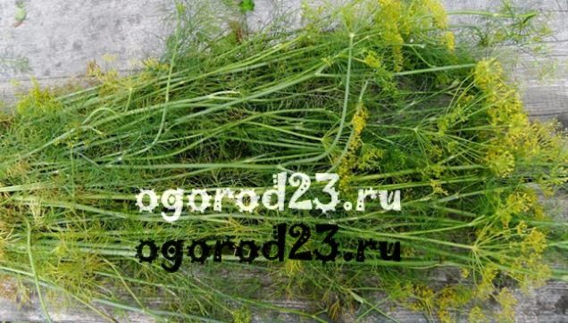 Кріп, фото: