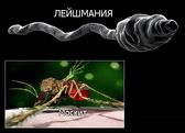 Лейшманіози - ряд захворювань викликаються найпростішими організмами сімейства Trypanosomatidae