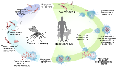 Захворювання широко і повсюдно поширене, але відрізняється природною осередкових, пов'язаної з ареалом поширення переносника і наявністю резервуарних господарів