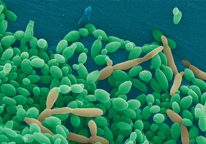 антибіотики