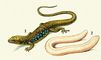 Плазуючи а ющиеся, рептилії (Reptilia), клас хребетних тварин