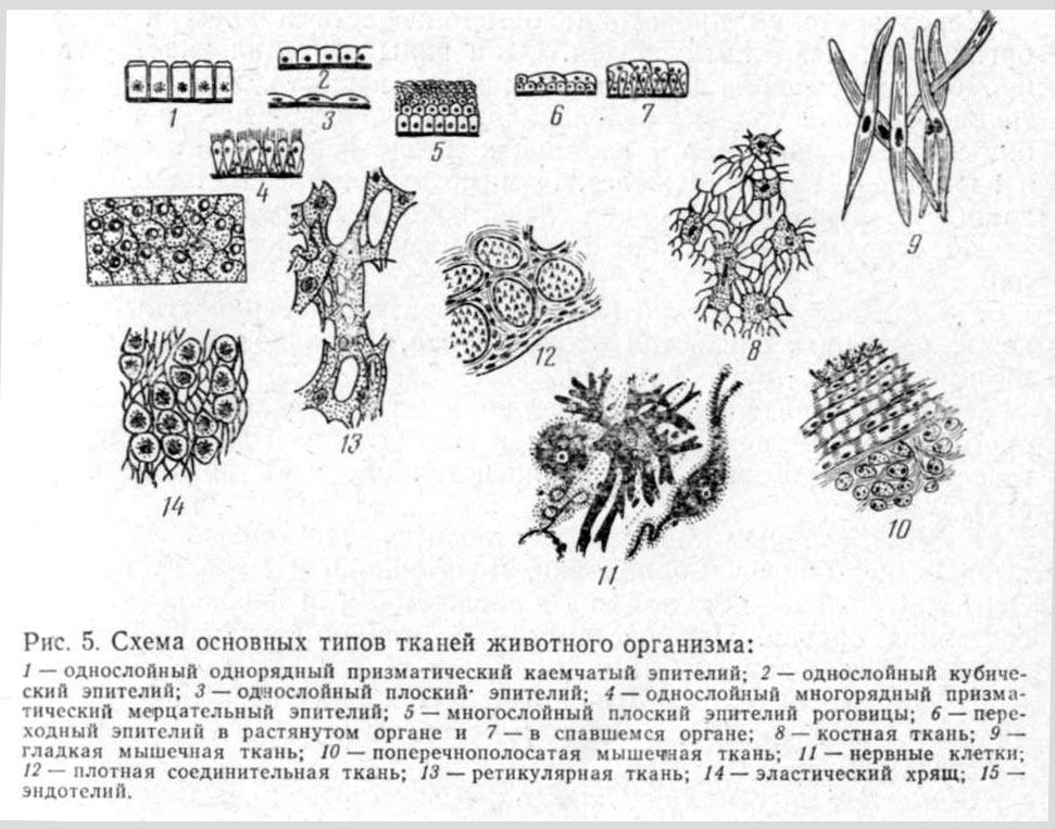епітеліальна тканина    (рис