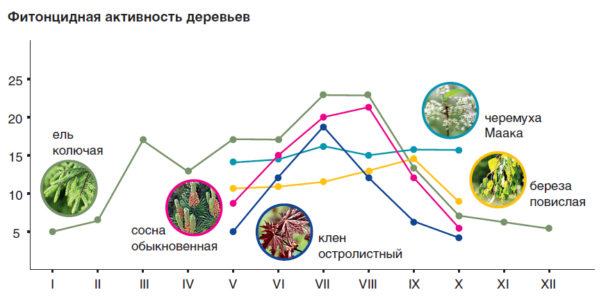 Кількість виділених фітонцидів змінюється в залежності від виду рослини, його віку, розміру, стану, грунтово-кліматичних умов регіону, екологічних чинників
