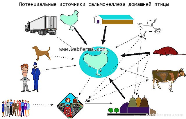 Про сальмонельоз знають дорослі і діти