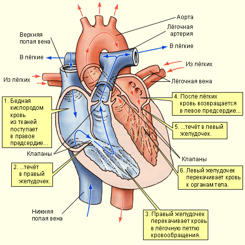 Вага серця дорослої людини складає приблизно 300 м