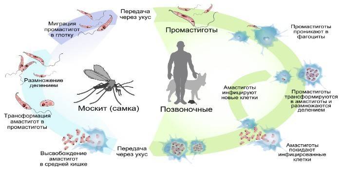 Лейшмании мають здатність потрапляти в макрофаги і не провокувати імунну реакцію організму
