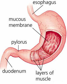 Анатомічні характеристики шлунка   Весь шлунково-кишковий тракт можна уявити у вигляді труби довжиною приблизно 7-8 м