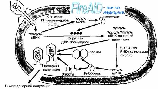візуалізація того, як як потім туди вставляється ДНК