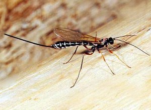 Після чого личинки наїзника живуть всередині жертви і смачно харчуються нею зсередини