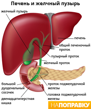 Камені в жовчному міхурі (жовчнокам'яна хвороба, жовчнокам'яна хвороба, ЖКХ, холелітіаз) - захворювання, що характеризується утворенням в жовчному міхурі каменів, зазвичай складаються з холестерину