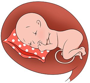 У перші місяці життя, як і у внутрішньоутробному житті, сон - основне заняття немовляти