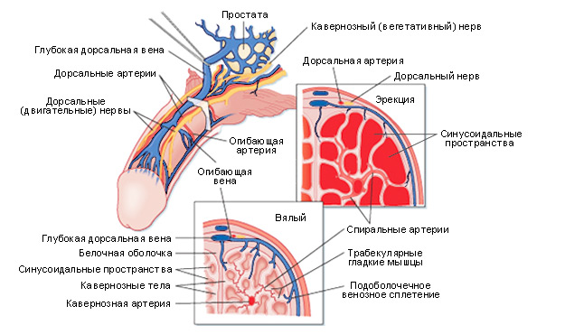 розташування венозних судин статевого члена
