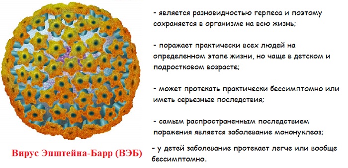 Отже, як свідчать спостереження медиків, інфекційний мононуклеоз та споріднені з ним інфекції розвиваються в ослаблених СНІДом організмах і строго прив'язані до окремої території