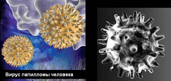 Вірусів папіломи людини існує понад сто різних видів