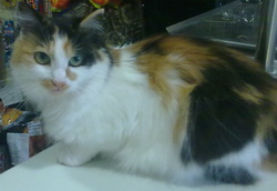 Захворювання нирок належать до найбільш поширених хвороб кішок старше дев'яти років