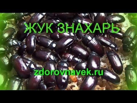 ЖУК ЗНАХАР - ДОГЛЯД