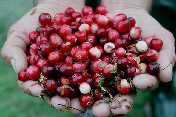 Журавлина болотна є як продуктом харчування, так і ліками одночасно