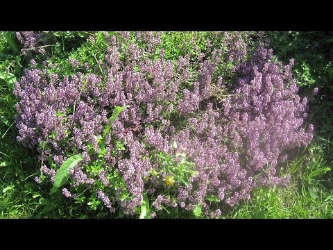 Про Чебрець (Чебрець повзучий)