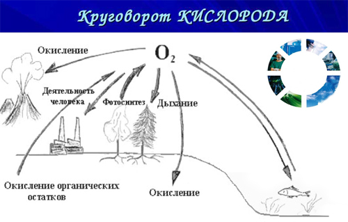 д
