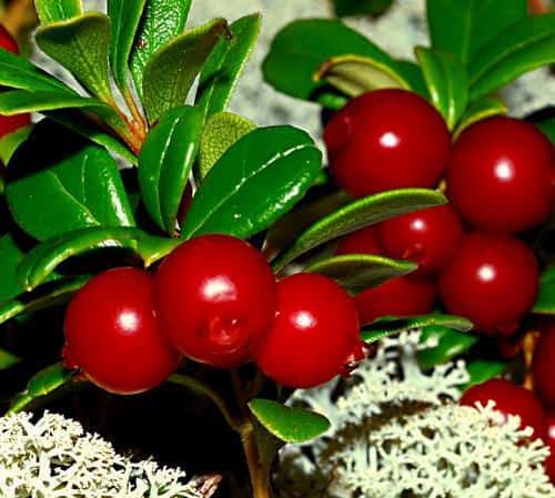 Весь настій вживають перед сном