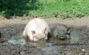 Що ж, наступний етап, вагітність свині