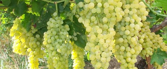 Найкраще таку очистку проводити восени, використовуючи тільки найсвіжіший, зрілий і ретельно промитий виноград