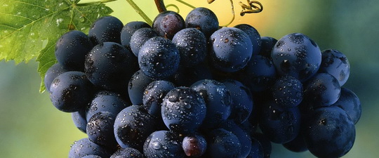 Наприклад, зелений виноград більш м'який і тих, що легко, але вітамінів в ньому менше, ніж в чорному