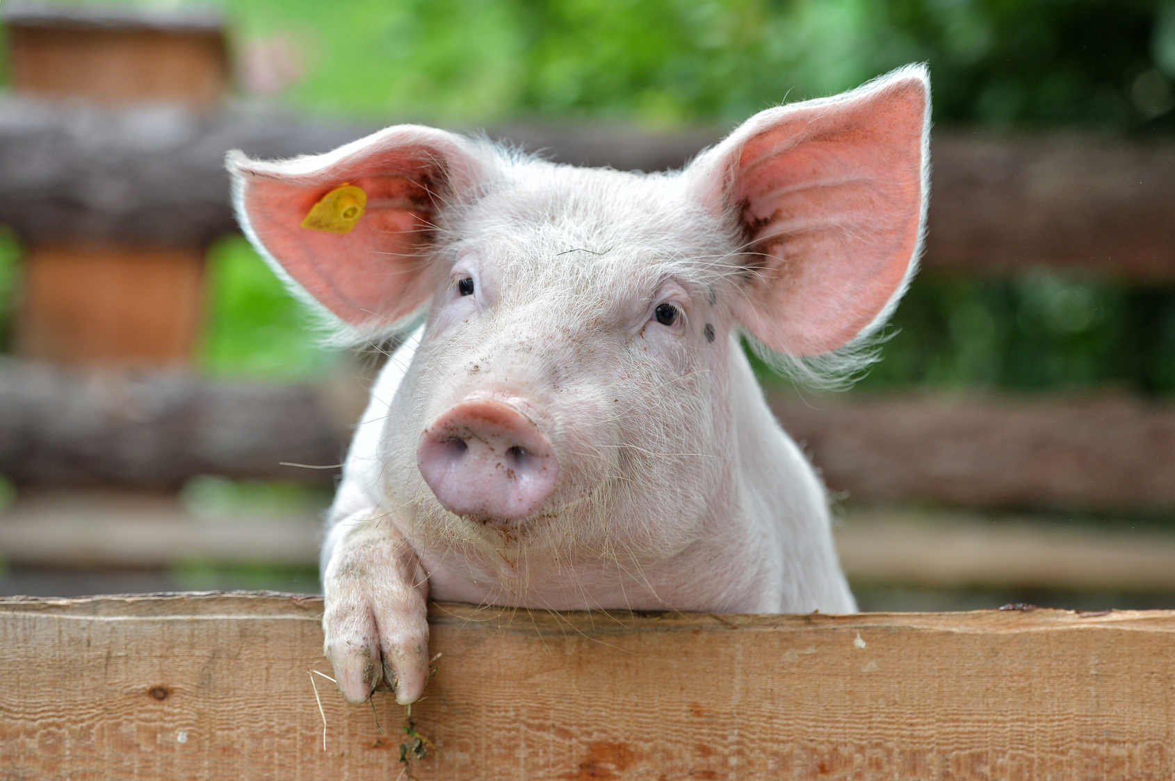 Целью поправки является, прежде всего, упрощение и снижение административного бремени, связанного с идентификацией и регистрацией сельскохозяйственных животных, а также повышение гибкости при выборе методов маркировки свиней, используемых свиноводами