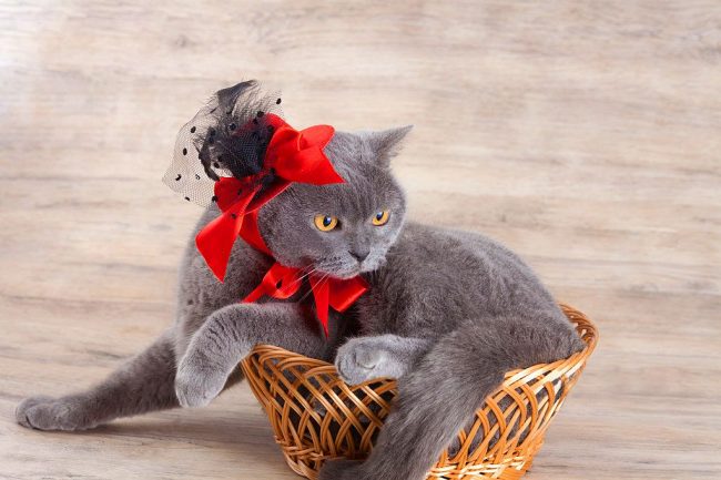 Кішки можуть застосовувати в якості виставкових тварин і для комерційних цілей (парування, продаж кошенят)