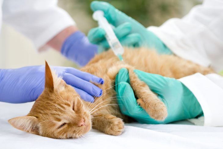 Цукровий діабет у кішок - це захворювання підшлункової залози