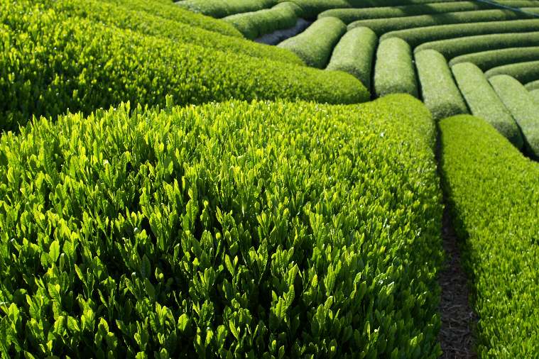 Зелений чай набув широкого поширення в нашій країні не так давно, але, незважаючи на це його вже встигли полюбити багато