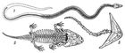 1 - землянка (Pelobates fuscus);  2 - рогатка (Ceratophrys cornuta);  3 - мінливий ателоп (Atelopus varius);  4 - венесуельський короткоголов (Atelopus cruciger);  5 - південноафриканський узкоротих (Breviceps adspersus);  6 - американська жаба (Rana pipiens);  7 - остромордая жаба (Rana terrestris), самець в шлюбному вбранні, 8 - він же в звичайному вбранні;  9 - зелена жаба (Rana esculenta)
