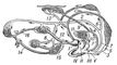 1 - кільчаста червяга (Siphonops annulatus);  2 - протей (Proteus anguinus);  3 - червоний помилковий тритон (Pseudotriton ruber): 4 - вогненна саламандра (Salamandra salamandra);  5 - звичайний тритон (Triturus vulgaris), самка, 6 - самець;  7 - малоазиатский тритон (Triturus vittatus), самка, 8 - самець;  9 - аксолотль - личинка амбістоми (Ambistoma tigrinum);  10 - далекосхідний жерлянка (Bombina orientalis);  11 - квакша (Hyla arborea)