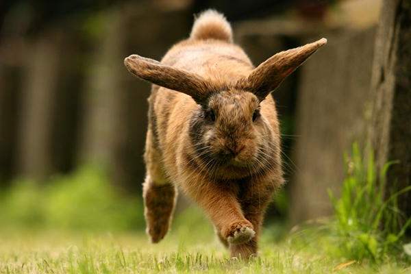 Власнику кролика важливо розібратися, в чому криється причина зниженого імунітету вихованця, і переглянути умови утримання, поліпшити харчування, збільшити норму білкових кормів