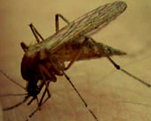 Шкідливі кусючі комахи, немає від них життя через, комарі це не мухи і захиститися від них буває складно
