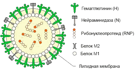 Вірус грипу (Myxovirus influenzae) - РНК-вірус, належить до сімейства ортоміксовірусів (Orthomyxoviridae)