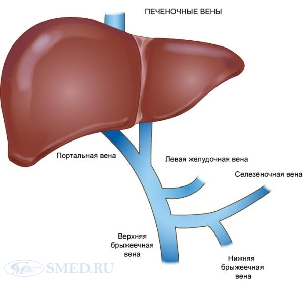 Печінка - внутрішній орган, головною функцією якого є обмін речовин