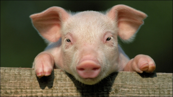 Свиня є важливим тваринам в сільськогосподарській сфері, так як це - джерело м'яса