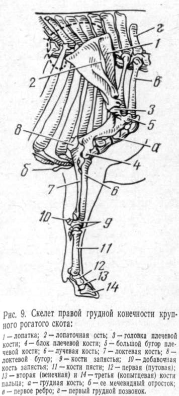В   склад грудної кінцівки   входить лопатка, або плечовий пояс, і скелет вільної кінцівки: плечова кістка, кістки передпліччя, зап'ястя, п'ястка, пальця і ​​сезамовідние (рис